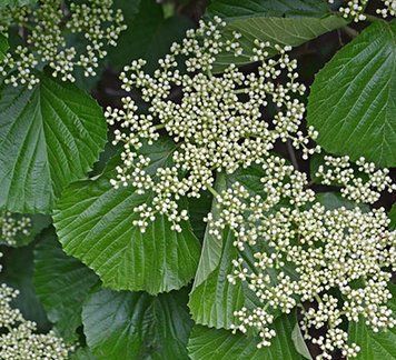 Viburnum dilatatum - Калина розширена 000007386#310765    фото