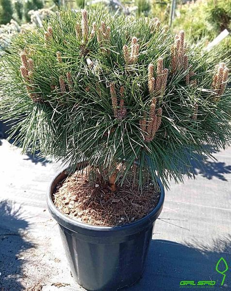 Pinus nigra 'Brepo' - Сосна чорна 'Brepo' 000006938#301036 фото