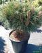 Pinus nigra 'Brepo' - Сосна чорна 'Brepo' 000006938#301036 фото 2