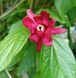 Calycanthus 'Aphrodite' - Калікант 'Aphrodite' 000006741#300430    фото 3