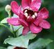 Calycanthus 'Aphrodite' - Калікант 'Aphrodite' 000006741#300430    фото 1
