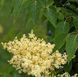 Syringa "Beijing Gold" - Бузок "Beijing Gold" 000007386#346989    фото 1