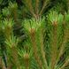 Pinus nigra 'Brepo' - Сосна чорна 'Brepo' 000006938#301036 фото 1