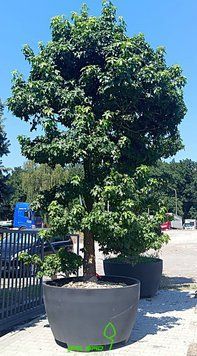 Liquidambar styraciflua - Ліквідамбар смолоносний 000007386#347038    фото