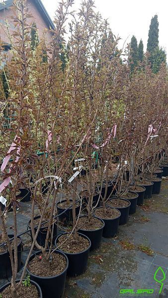 Prunus serrulata 'Royal Burgundi' - Вишня дрібнопильчаста (сакура) 'Royal Burgundi' 000007386#308952    фото