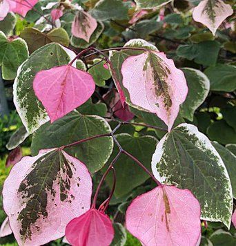 Cercis canadensis 'Carolina Sweetheart" - Церсис канадський 'Carolina Sweetheart" 000007386#303662    фото