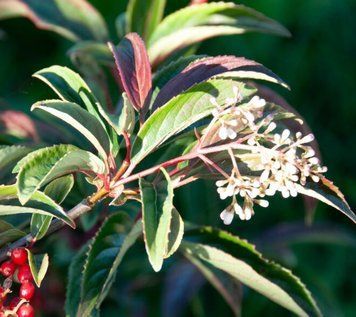 Viburnum hillieri "Winton" - Калина гібридна "Winton" 000007386#310768    фото
