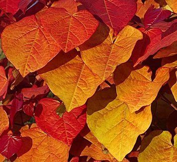 Cercis canadensis 'Eternal Flame" - Церцис канадський 'Eternal Flame" 000007386#303663    фото