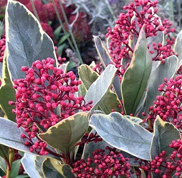 Skimmia japonica "Perosa" - Скімія японська "Perosa" 000007386#346228    фото