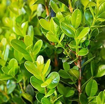 Buxus sempervirens - Самшит вічнозелений 000002995#301178 фото
