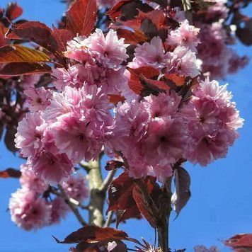 Prunus serrulata 'Royal Burgundi' - Вишня дрібнопильчаста (сакура) 'Royal Burgundi' 000007386#308952    фото