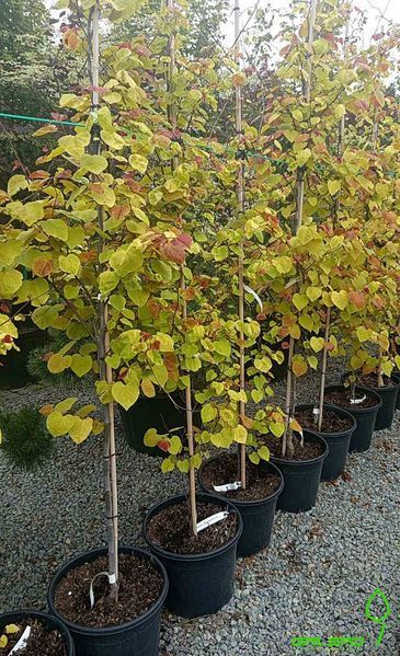 Cercis canadensis 'Eternal Flame" - Церцис канадський 'Eternal Flame" 000007386#303663    фото
