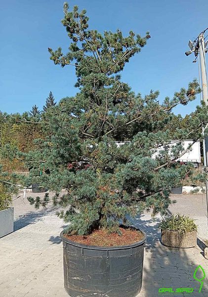 Pinus parviflora 'Tempelhof' - Сосна мілкоквіткова 'Tempelhof' 000000173#000004083 фото