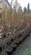 Prunus serrulata 'Royal Burgundi' - Вишня дрібнопильчаста (сакура) 'Royal Burgundi' 000007386#308952    фото 2