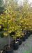 Cercis canadensis 'Eternal Flame" - Церцис канадський 'Eternal Flame" 000007386#303663    фото 2
