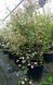Cercis canadensis 'Carolina Sweetheart" - Церсис канадський 'Carolina Sweetheart" 000007386#303662    фото 2