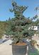 Pinus parviflora 'Tempelhof' - Сосна мілкоквіткова 'Tempelhof' 000000173#000004083 фото 2