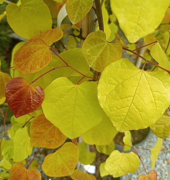 Cercis canadensis 'Eternal Flame" - Церцис канадський 'Eternal Flame" 000007386#303663    фото