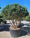 Pinus (в асортименті) - Сосна 000007386#307915    фото 1