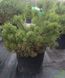 Pinus mugo 'Mughus' - Сосна гірська 'Mughus' 000001181#301035 фото 2