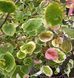 Cercis canadensis 'Carolina Sweetheart" - Церсис канадський 'Carolina Sweetheart" 000007386#303662    фото 3