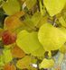 Cercis canadensis 'Eternal Flame" - Церцис канадський 'Eternal Flame" 000007386#303663    фото 3