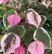 Cercis canadensis 'Carolina Sweetheart" - Церсис канадський 'Carolina Sweetheart" 000007386#303662    фото 1