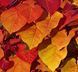 Cercis canadensis 'Eternal Flame" - Церцис канадський 'Eternal Flame" 000007386#303663    фото 1