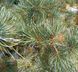 Pinus parviflora 'Tempelhof' - Сосна мілкоквіткова 'Tempelhof' 000000173#000004083 фото 1