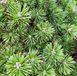 Pinus mugo 'Mughus' - Сосна гірська 'Mughus' 000001181#301035 фото 1