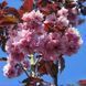 Prunus serrulata 'Royal Burgundi' - Вишня дрібнопильчаста (сакура) 'Royal Burgundi' 000007386#308952    фото 1