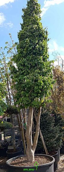 Parrotia persica - Паротія перська 000003634#000005987 фото