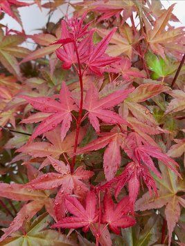 Acer palmatum 'Deshojo" - Клен японський 'Deshojo" 000007386#302172    фото