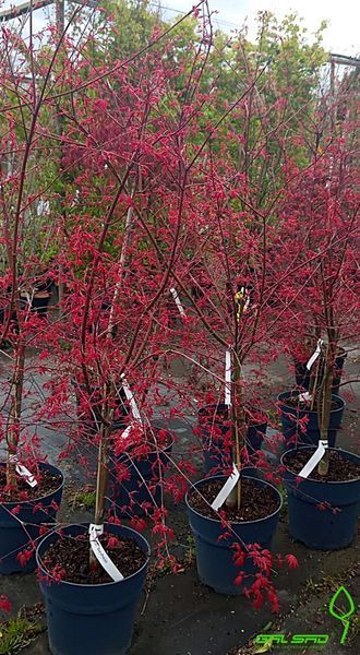 Acer palmatum 'Deshojo" - Клен японський 'Deshojo" 000007386#302172    фото