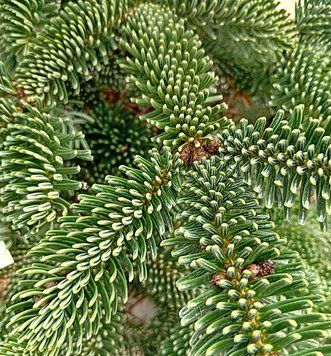 Abies numidica - Ялиця Нумідійська 000007386#302004    фото
