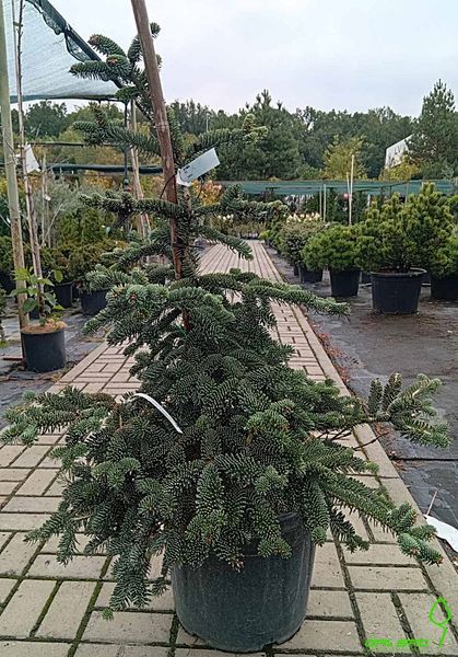 Abies numidica - Ялиця Нумідійська 000007386#302004    фото