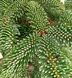 Abies numidica - Ялиця Нумідійська 000007386#302004    фото 1