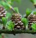 Larix kaempferi - Модрина японська (Кемпфера) 000007386#346906    фото 1