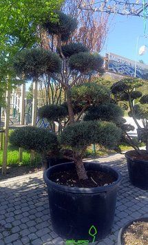 Pinus nigra - Сосна чорна 000007386#308225    фото