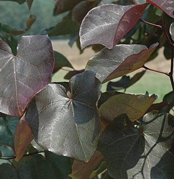 Cercis canadensis 'Merlot" - Церцис канадський 'Merlot" 000007386#303671    фото