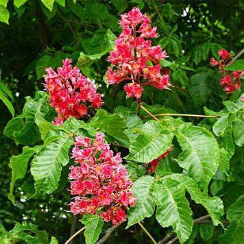 Aesculus carnea 'Briotti' - Гіркокаштан криваво-червоний 'Briotti' 000000238#000009640 фото