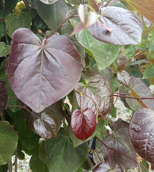 Cercis canadensis 'Merlot" - Церцис канадський 'Merlot" 000007386#303671    фото