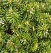 Abies koreana 'Brilliant' - Ялиця корейська 'Brilliant' 000007386#301854    фото 1