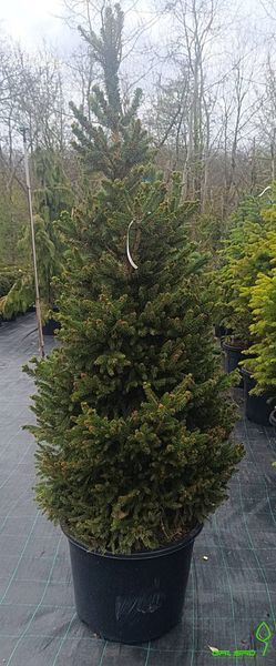 Picea sitchensis 'Silberzwerg' - Ялина сітхінська 'Silberzwerg' 000007386#307893    фото