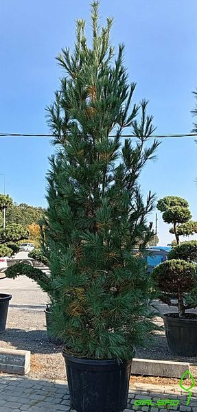 Pinus wallichiana 'Densa Hill' - Сосна гімалайська "Densa Hill' 000007386#347661    фото