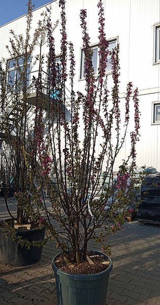 Malus coccinalla "Courtarou" - Яблуня декоративна "Courtarou" 000007386#346855    фото