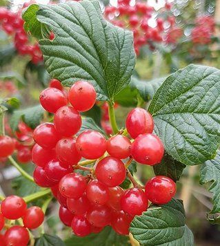 Viburnum opulus - Калина звичайна 000007386#310776    фото