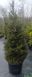 Picea sitchensis 'Silberzwerg' - Ялина сітхінська 'Silberzwerg' 000007386#307893    фото 2