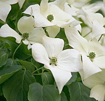 Cornus kousa 'Milky Way' - Дерен Коуза 'Milky Way' 000005569#000009658 фото