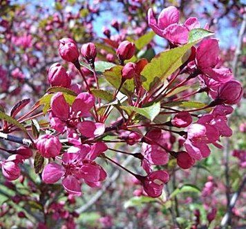 Malus coccinalla "Courtarou" - Яблуня декоративна "Courtarou" 000007386#346855    фото